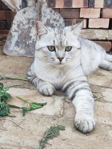 梦幻仙侠怎么找不到了