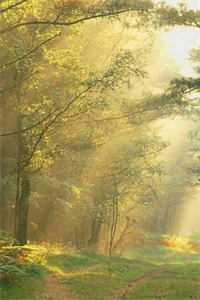 病弱万人嫌陷入修罗场百度