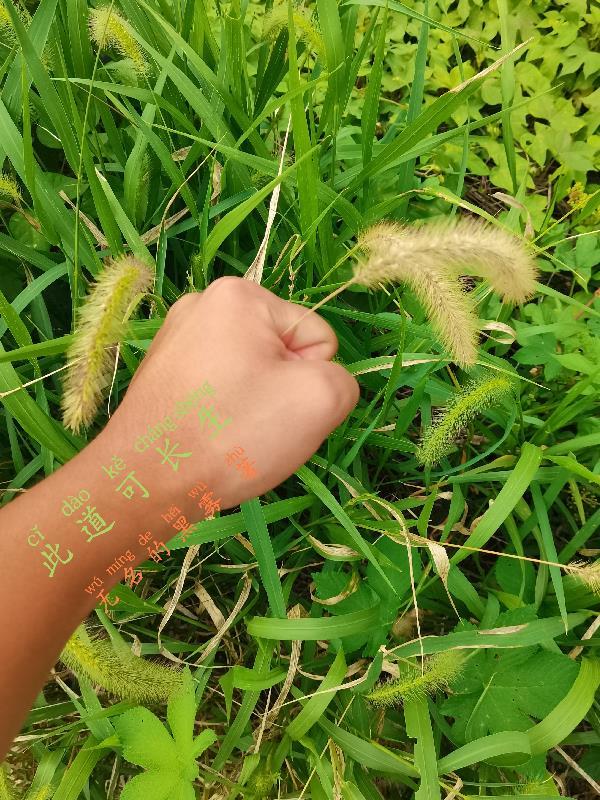 寻仙地图探索任务